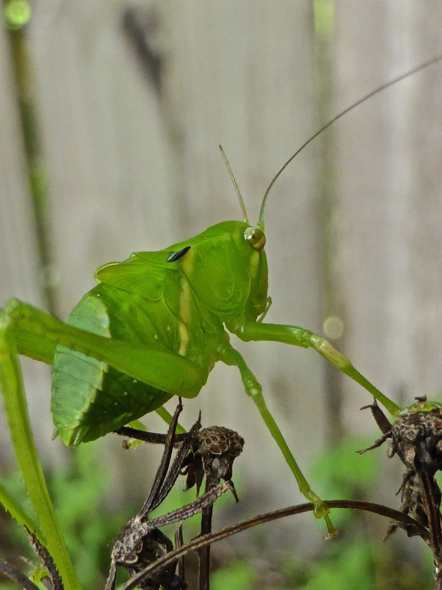 Giant Katydid