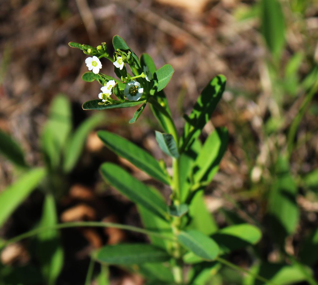 Flowering Spurge