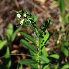 Flowering Spurge