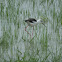 black winged stilt