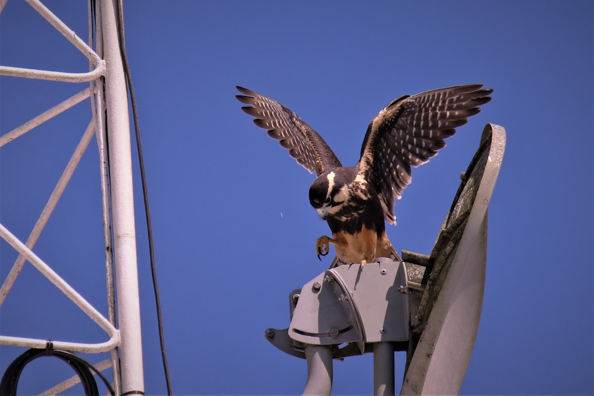 Aplomado Falcon