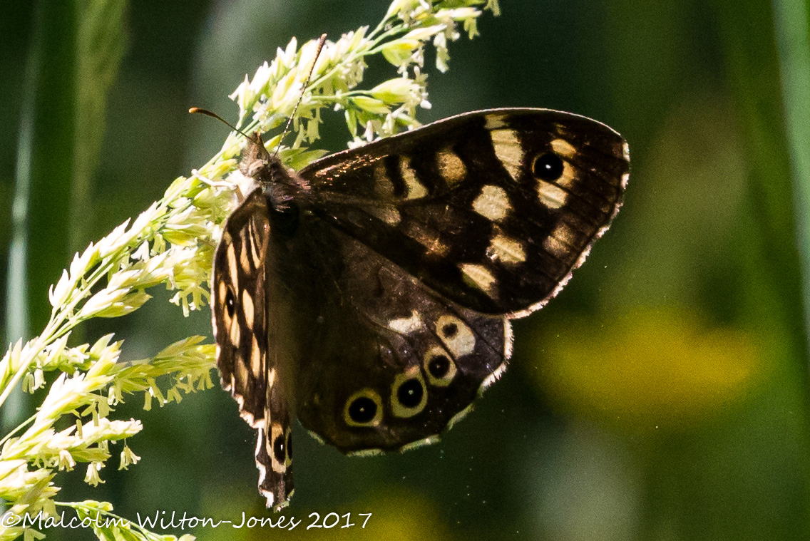 Speckled Wood