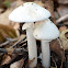 Destroying Angel