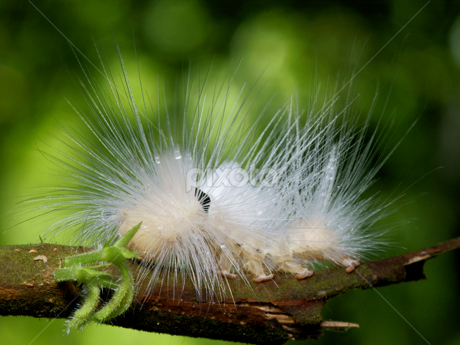 white hairy caterpiller | Insects & Spiders | Animals | Pixoto