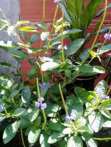 Esse Gervão foi retirado do meio dos matos, e dificilmente ele estaria tão vistoso e grande se ainda estivesse lá.   Mas, bastou dar-lhe melhores condições de cultivo, e ele nem parece mais com uma erva medicinal. Está frondoso e florido como uma planta ornamental!   