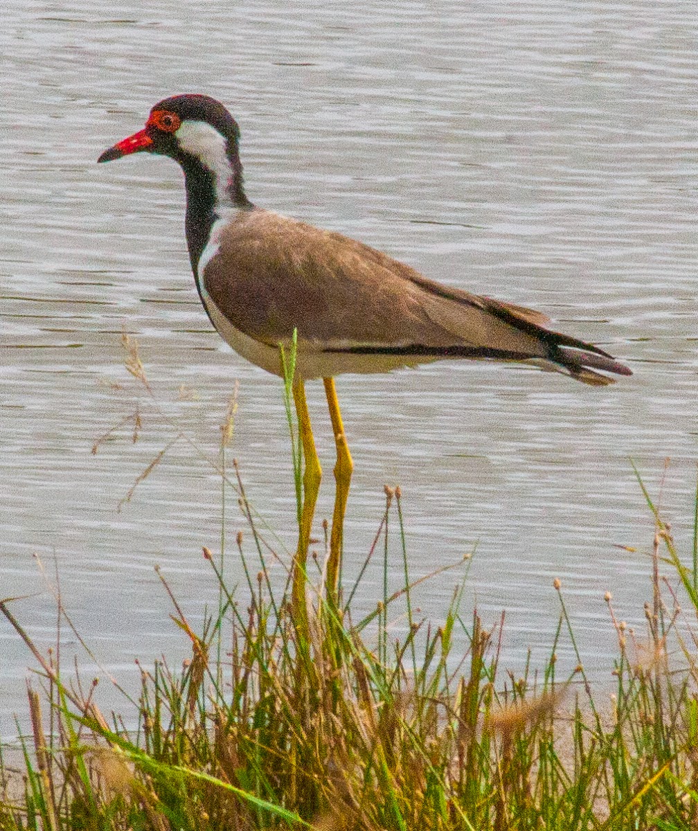 Red-wattled Lapwing