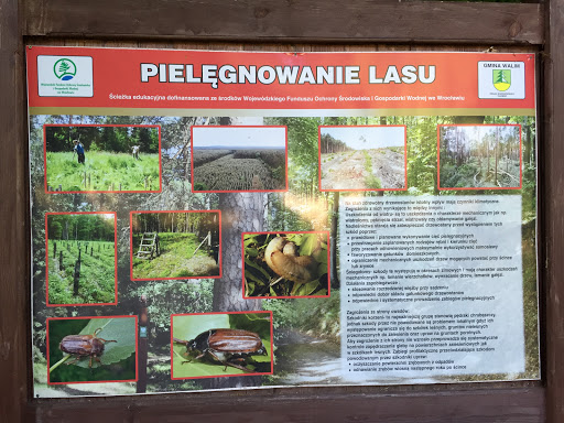 Tablica Pielęgnowanie Lasu