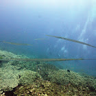 Bluespotted cornetfish