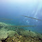 Bluespotted cornetfish