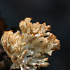 Coral Fungus