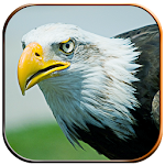 Life of Eagle - Wild Simulator Apk