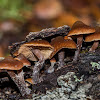 Psilocybe brunneoalbescens