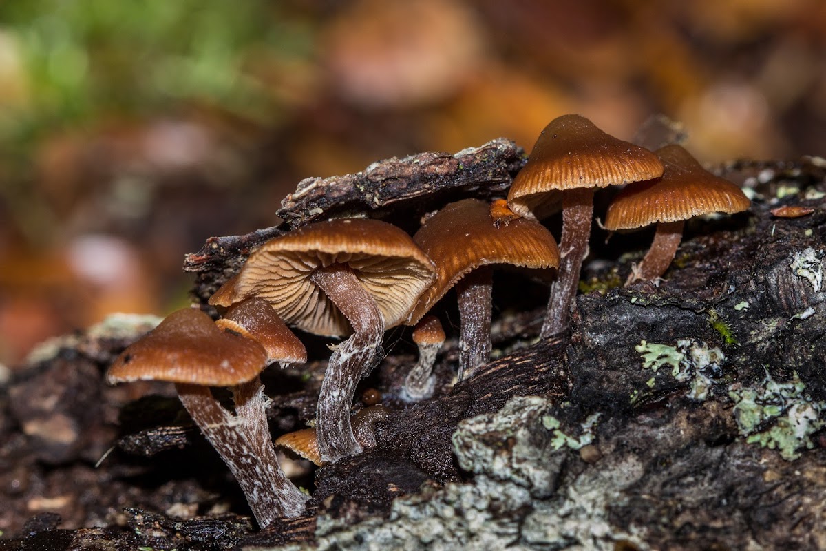 Psilocybe brunneoalbescens