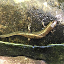 Black mountain salamander