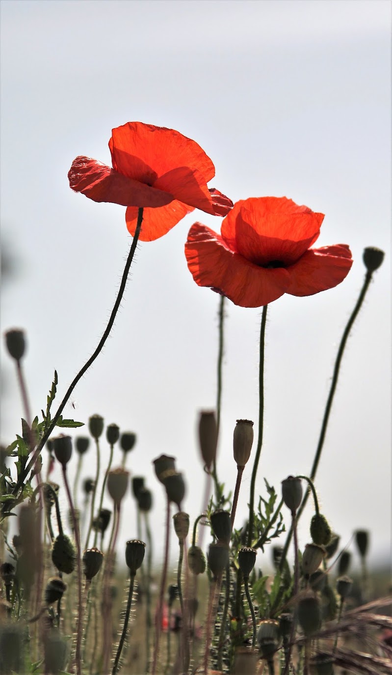 è primavera di Gero