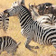 Plains Zebra