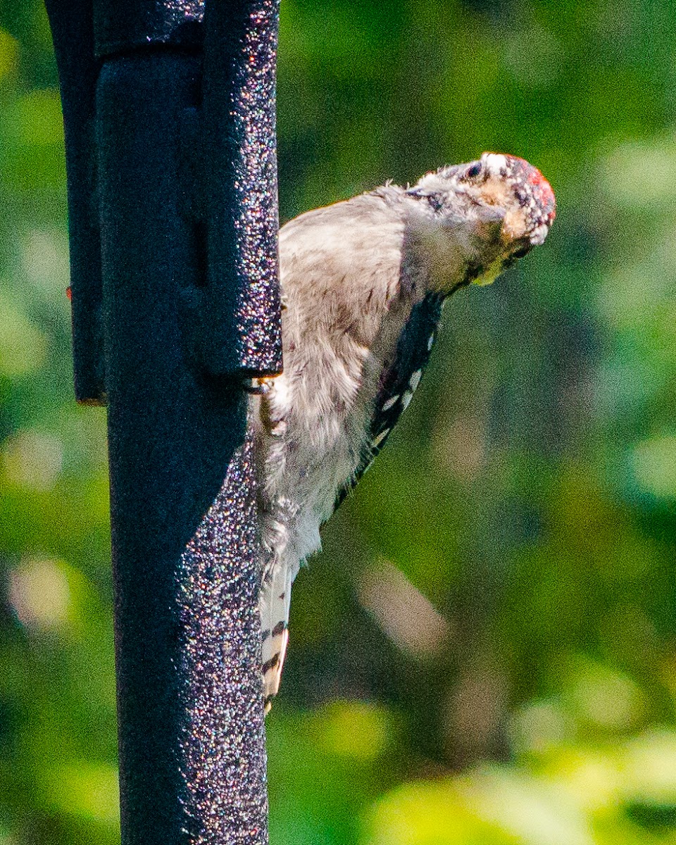 downy woodpecker (male)