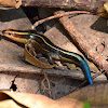 Blue-Tailed Skink