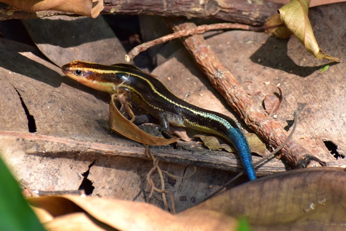 Blue-Tailed Skink