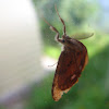 Rusty tussock moth or vapourer/Кистехвост обыкновенный