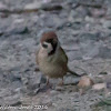 Tree Sparrow