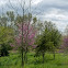 American Redbud