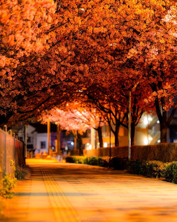 LSの桜・安行桜・河津桜に関するカスタム事例の投稿画像2枚目