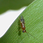 Braconid Wasp