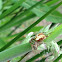 Garden Spider