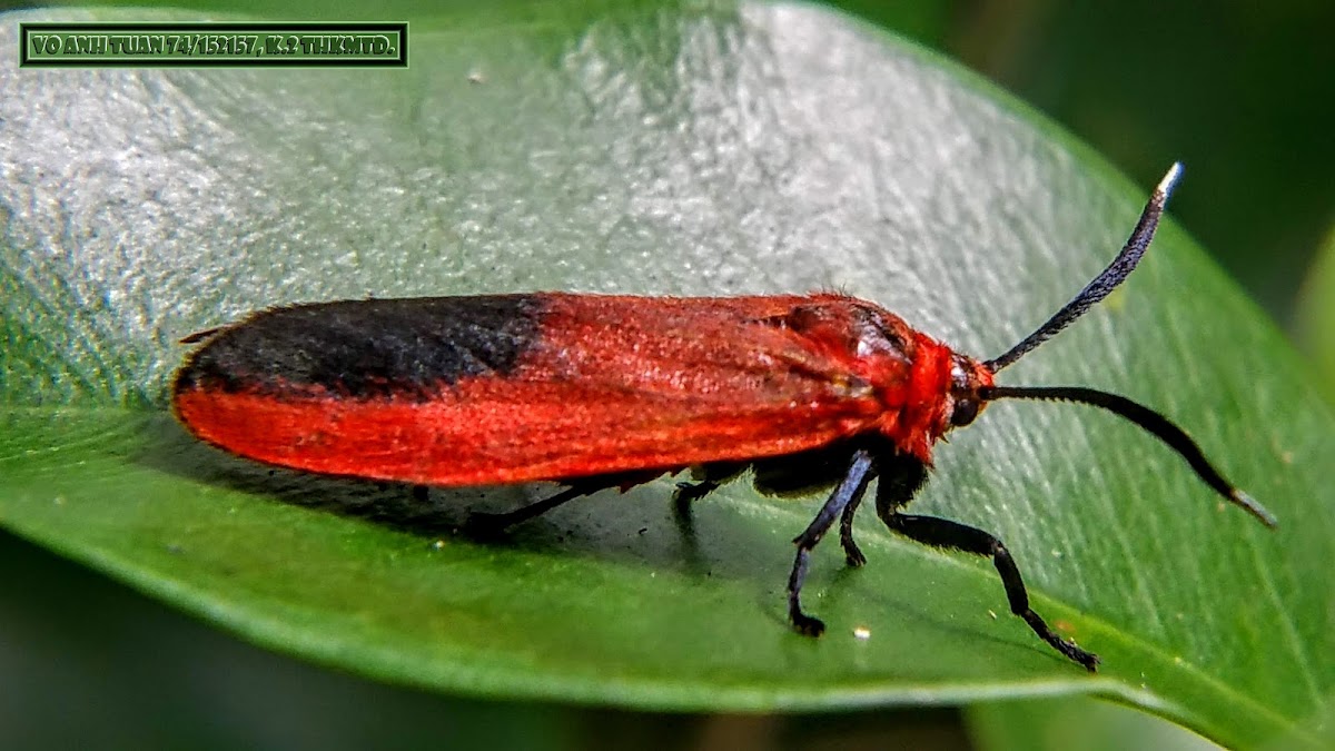 Day flying red moth.