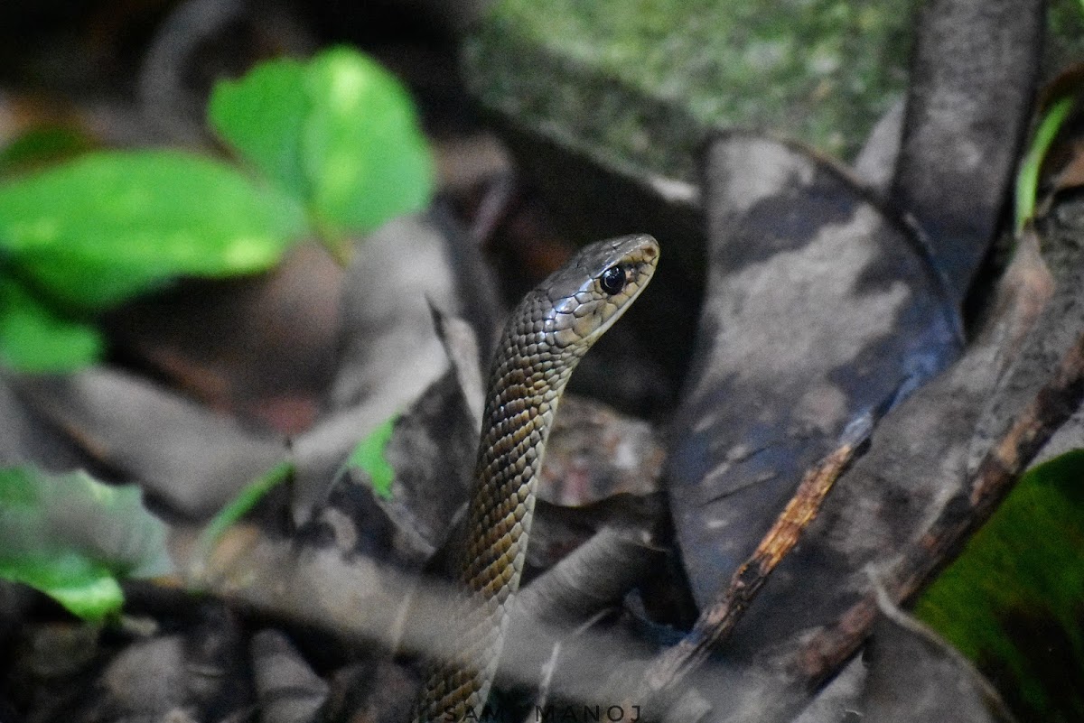 Indo-Chinese Rat Snake