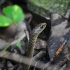 Indo-Chinese Rat Snake