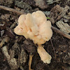 Young Chicken of the Woods Mushroom