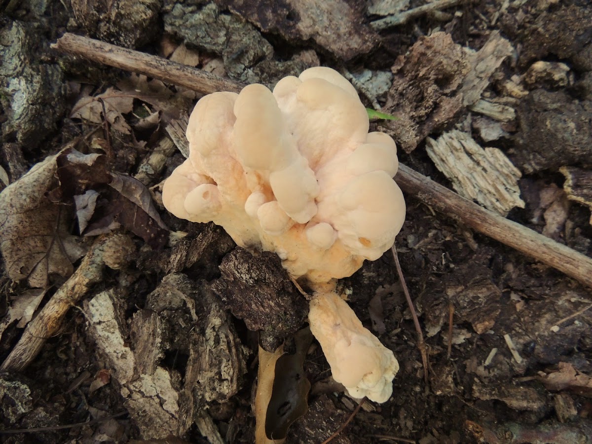 Young Chicken of the Woods Mushroom