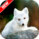 Download Arctic Fox Wallpaper For PC Windows and Mac 1.1