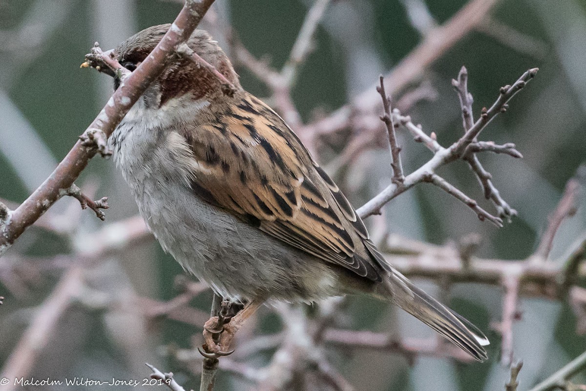 House Sparrow