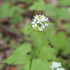 Garlic Mustard