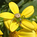 Flower crab spider