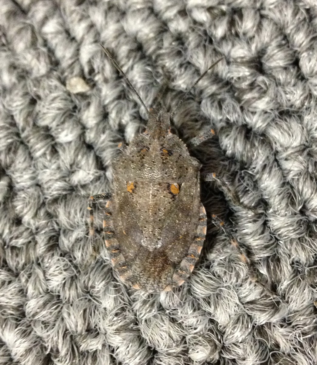 Four-humped Stink Bug