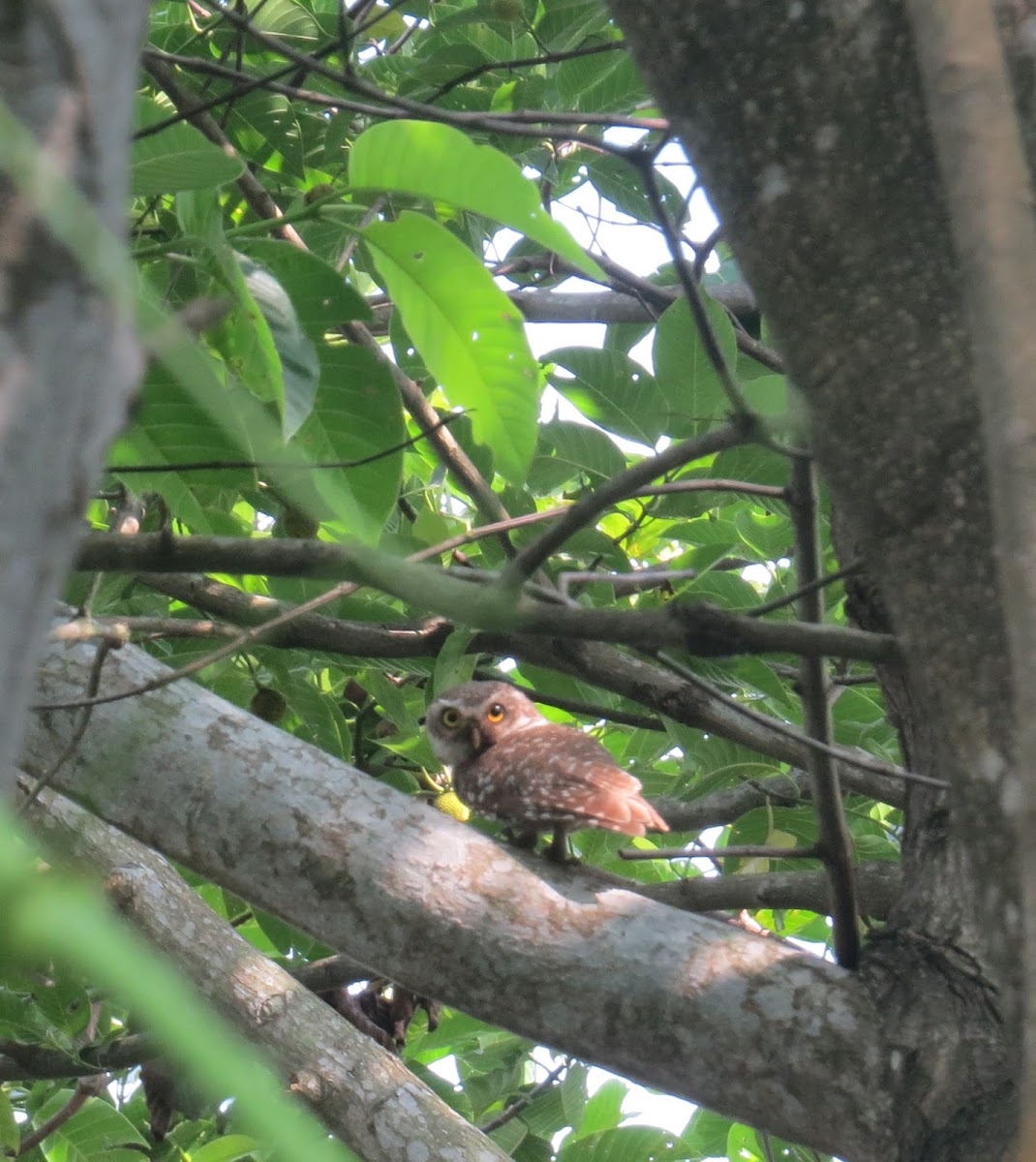 Spotted Owlet