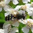 Pine Fleckwing Hoverfly