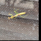 Praying mantis