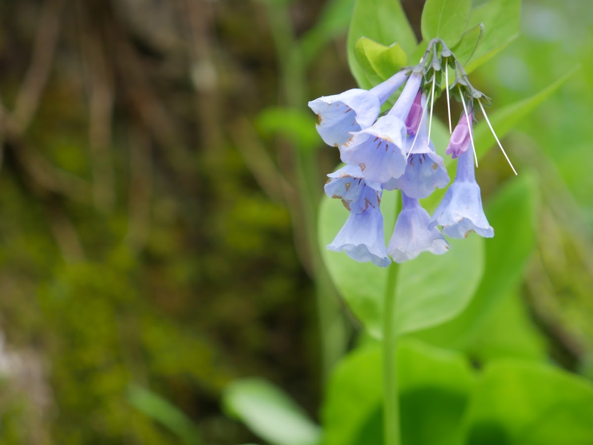 Virginia Bluebells