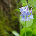 Virginia Bluebells