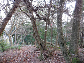 主尾根分岐（左へ）