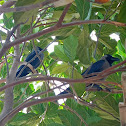 Indian house crow