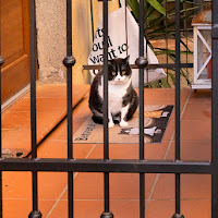 Lo sguardo triste del gatto di 