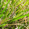 Scorpionfly