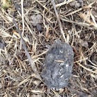 Owl Pellet