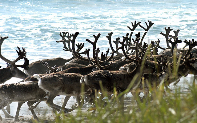 Reindeer HD Wallpapers Holiday Theme